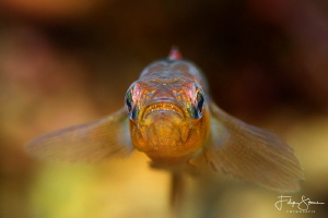 "Angry!" Two-spotted goby. by Filip Staes 
